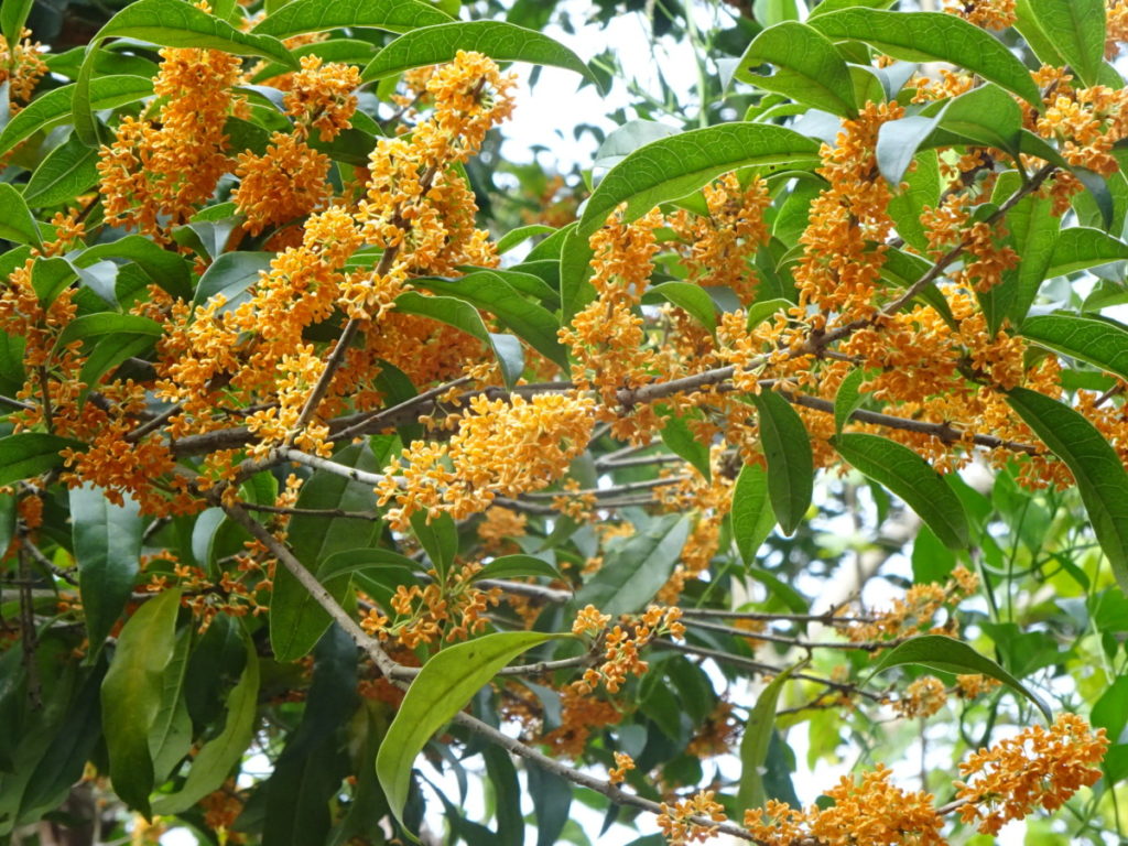 DSC02645